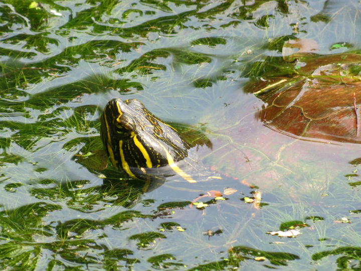 Western Painted Turtle